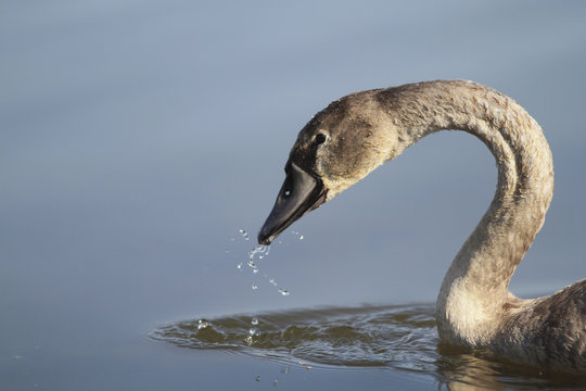 Junger Schwan