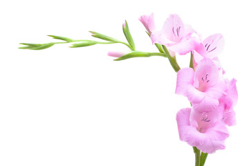 Pink gladiolus isolated on white - obrazy, fototapety, plakaty