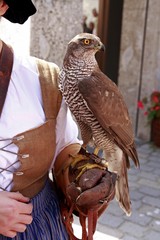 Falcon