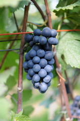 Rote Trauben am Weinstock