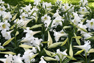 Obraz premium Eastern lily