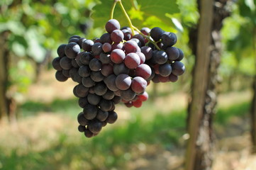 Weintrauben in der Sonne