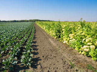 Tobacco Plants and Cabbage