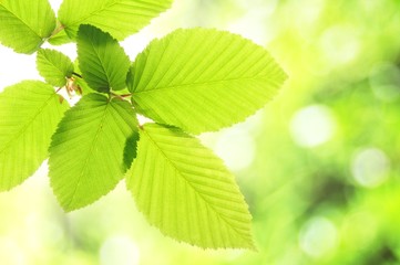 Fototapeta na wymiar lato zielony liść