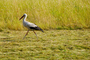 Storch läuft auf einem Erntefeld