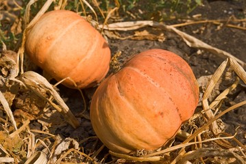 two beautiful melons