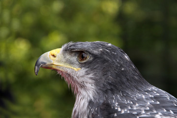Obraz premium Raubvogel
