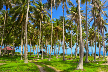 Fototapeta premium tropical beach