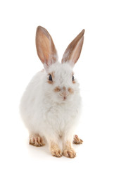 Obraz premium White small rabbit