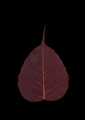 Leaf