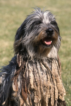 portrait du berger de Bergame