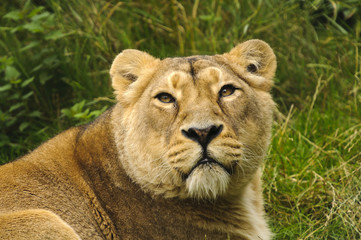 Lioness