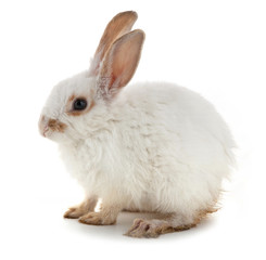 White small rabbit
