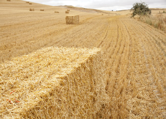 Campo con balle di fieno