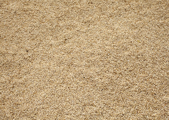 Chicchi di grano