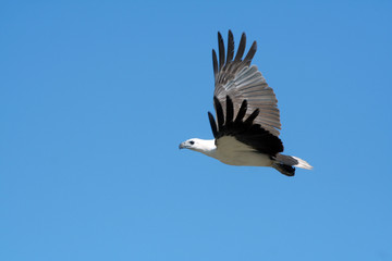 White Bellied Sea Eagle