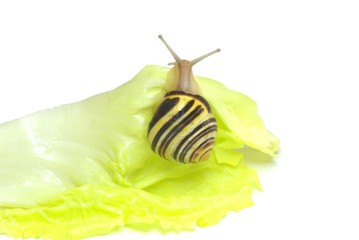 Escargot sur feuille de salade
