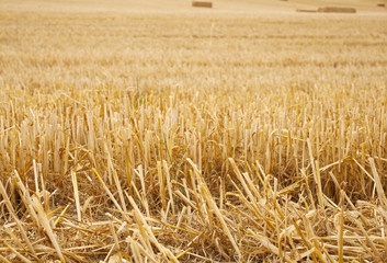 Campo dopo la mietitura