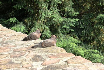 Tauben auf der Mauer