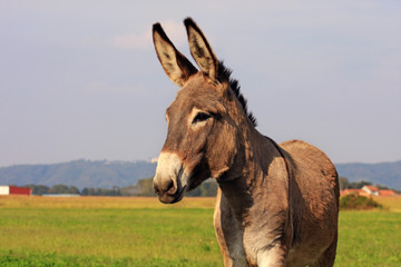 asino in un prato