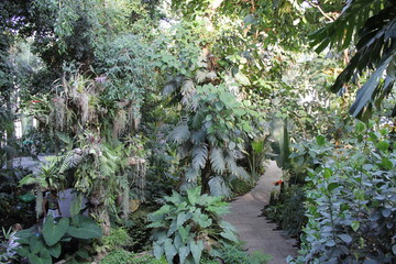 serre tropicale, hothouse 3