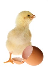 Chicken and Eggshell
