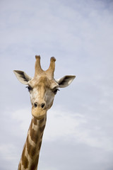 Giraffe against blue sky