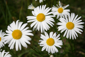 Marguerite flowers