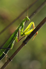 Mante religieuse