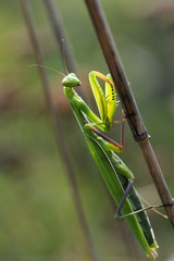 Mante religieuse à l'affût