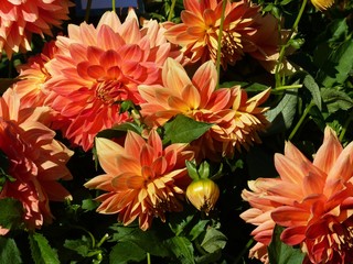 Dahlien im Abendlicht