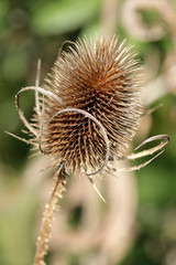 fleur de chardon séchée