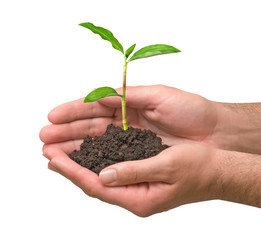 sprout in palms as a symbol of nature protection