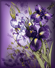 eps10 bouquet of blooming irises - 26128936