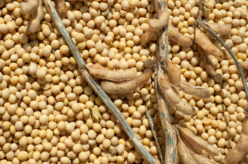 Soybean Harvest