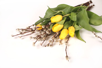 wiosenne żółte tulipany