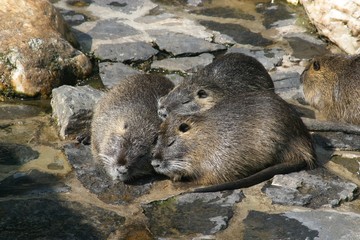 Naklejka premium Nutria