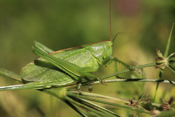 Fototapeta premium cavalletta verde