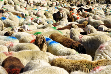 Fototapeta premium sheep in the mountains