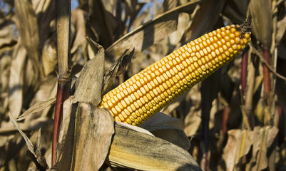 dry ripe corn © zsollere