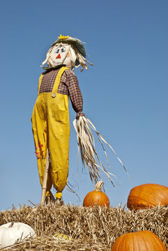 Scarecrow and Pumpkins Sky Background