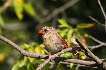 Cardinal Female