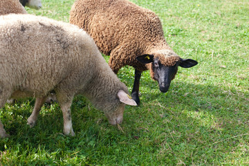 sheep at countryside