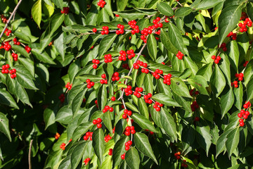 Red Berries