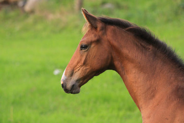 Fohlenportrait