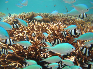 Fototapeta na wymiar グアム　イパオビーチの熱帯魚
