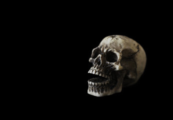 A skull