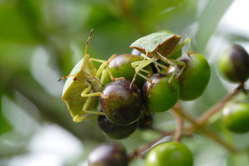 Wanzenpaar; Palomena prasina | Grüne Stinkwanze