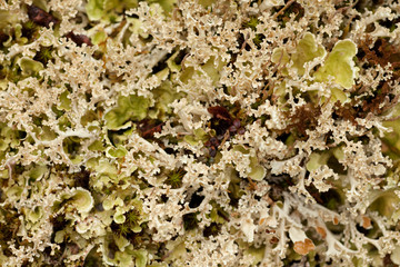 Lichens