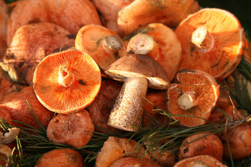 Edible colorful mushroom in sunlight